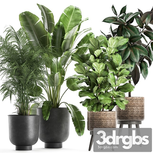 Collection of beautiful plants in black pots and baskets with palm hovea, strelitzia, ficus, tree, elastic, abidjan. set 860.