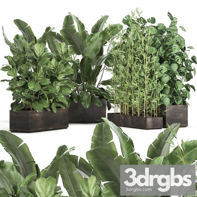 Collection of thickets of plants in metal pots with strelitzia, flowerbed, bamboo, ficus, monstera, banana. set 993