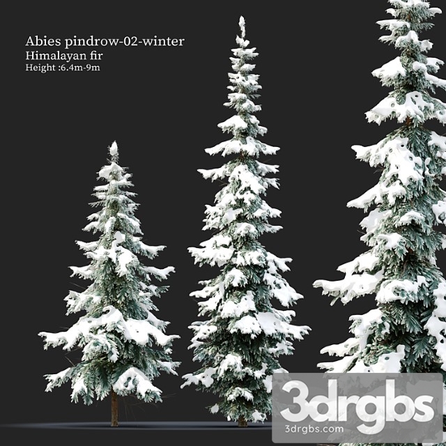 Abies Pindrow Winter 02