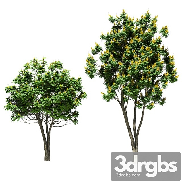 Tree peltoforum krylatoplodny. 2 models
