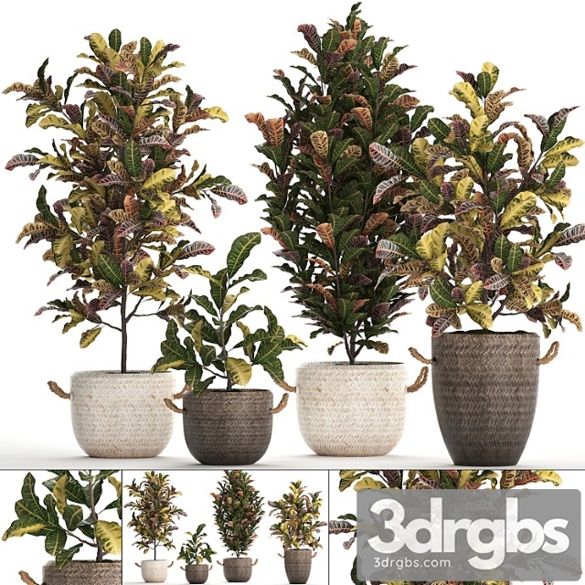 A collection of plants in modern white rattan baskets with small bushes of croton trees. set 432.