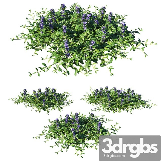 Ajuga Reptans Grass