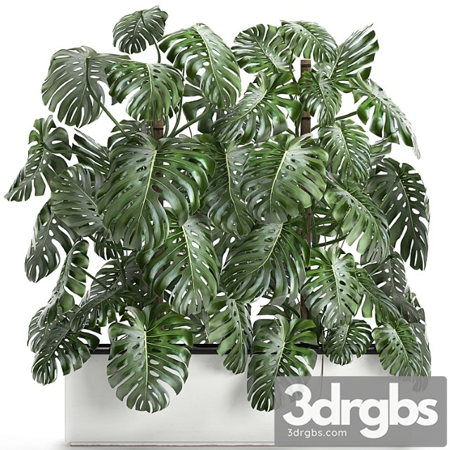 Beautiful lush exotic thickets of plants in a white potted flowerbed with a monstera flower. set 669.