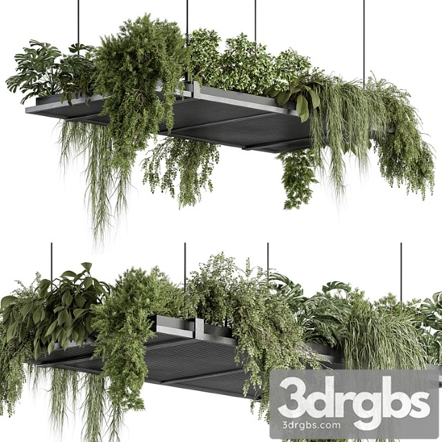 Indoor plant 443 - hanging plants