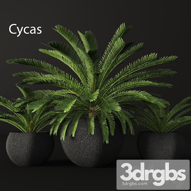 Cycas Cycas Palm Tree Outdoor Pot Flowerpot Black Loft Decorative