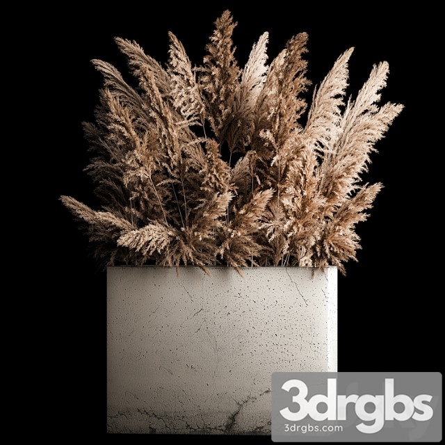 Dried Flower Bouquet of Pampas From Dry Reeds in a Concrete Flowerpot Made from Pampas Grass Cortaderia 268