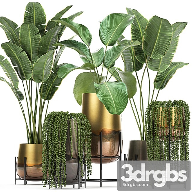 Collection of plants in golden pots on legs with banana palm, strelitzia, krestovnik, kalatea lutea, hanging plants. set 768