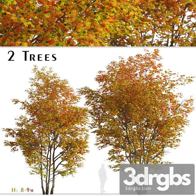 Set of silver maple tree (creek maple) (2 trees)