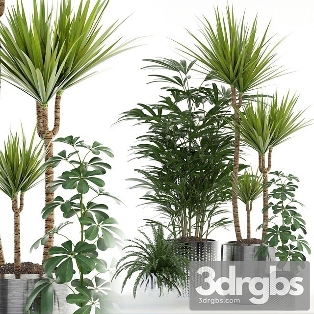 Indoor Plant Set 25