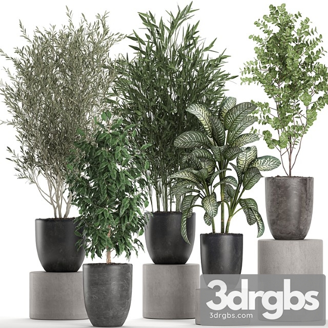 Collection of plants of indoor small trees in black pots with olive, bamboo, dieffenbachia, ficus. set 650.