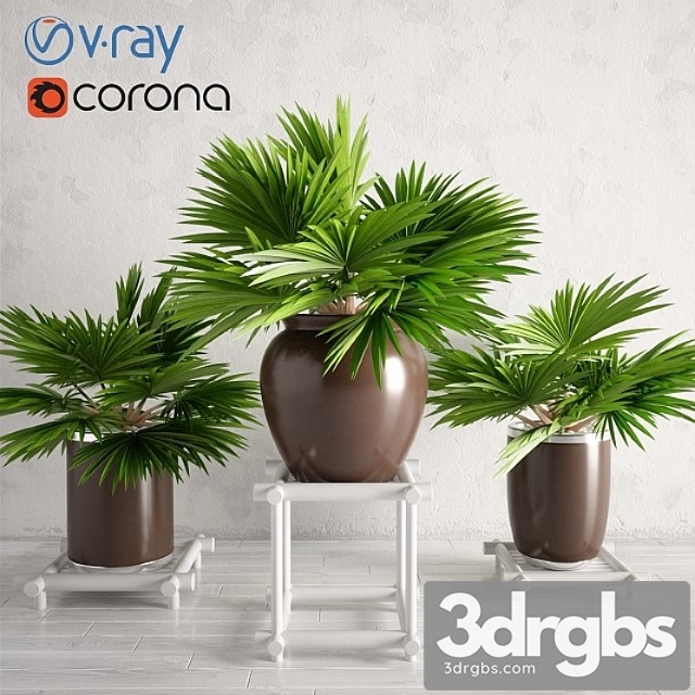 Potted Palm Plants Collection 003