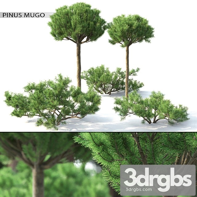 Pinus Mugo 3