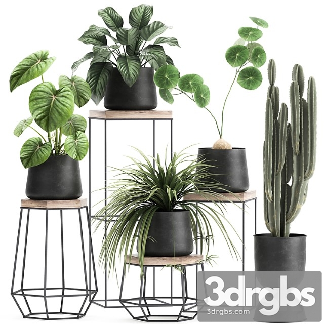 A collection of small plants on stands in black pots with stefania erecta, cactus, philodendron. set 899.