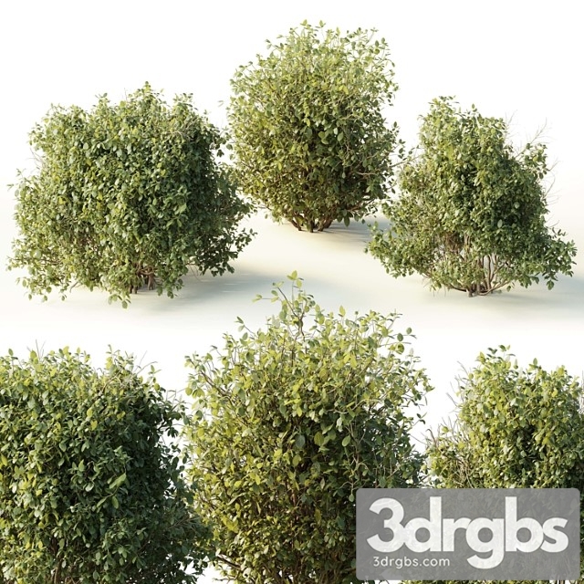 Collection Mixed Plants Bush Shrubs Set 04