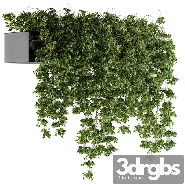 Hanging Ivy Plants In Pot