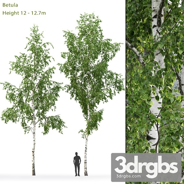 Birch Tree 4