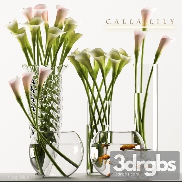 Calla Lily 3