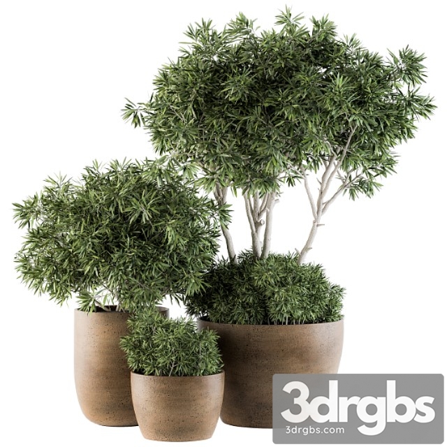 Outdoor plants tree in concrete pot - set 111