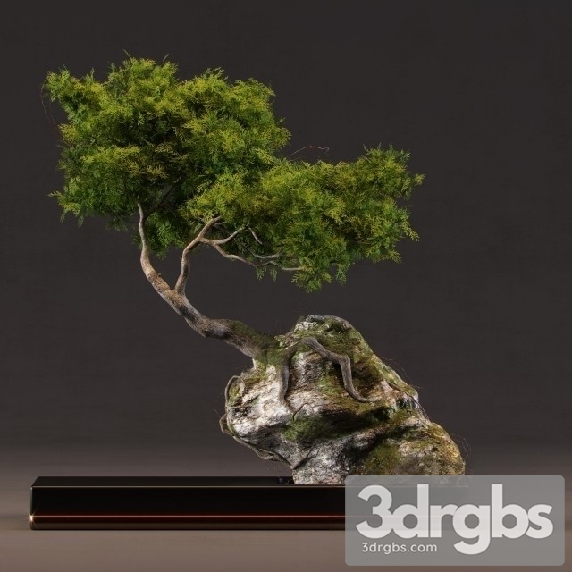 Bonsai Grows Rocks