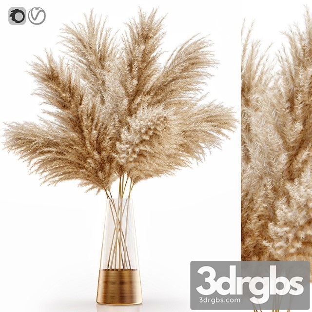 Pampas Grass 11