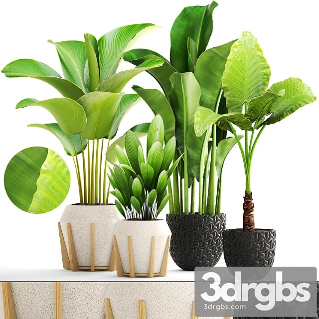 Collection of plants. exotic, interior, calathea, palm tree, alocasia, bush, banana, pot, flower