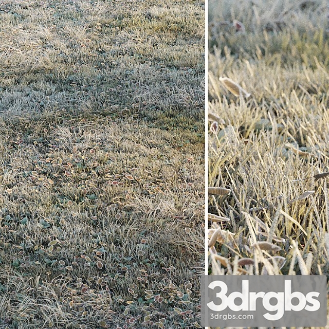 Frosty grass