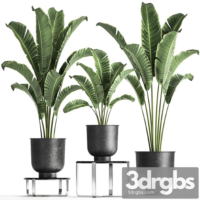 Collection of Plants In Black Pots On Table Stand With Ravenala Banana Palm Strelitzia Set 846
