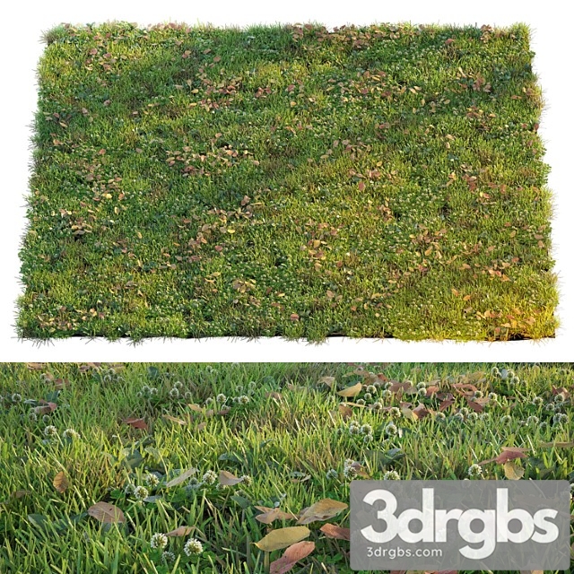 Lawn With Clover and Dry Leaves