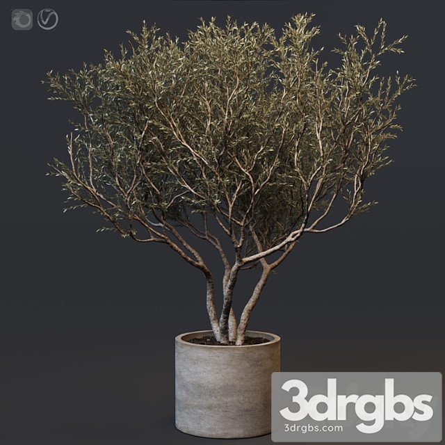 Plant set 02 - european olive