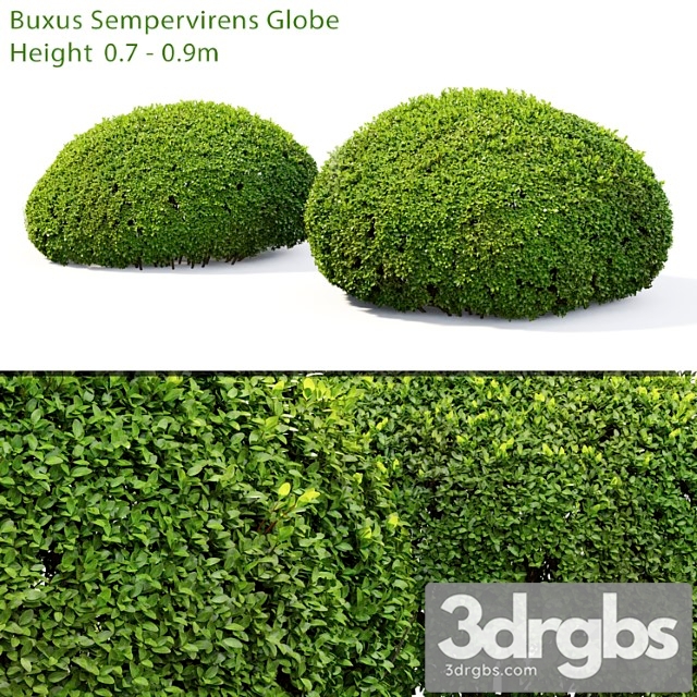 Buxus_1