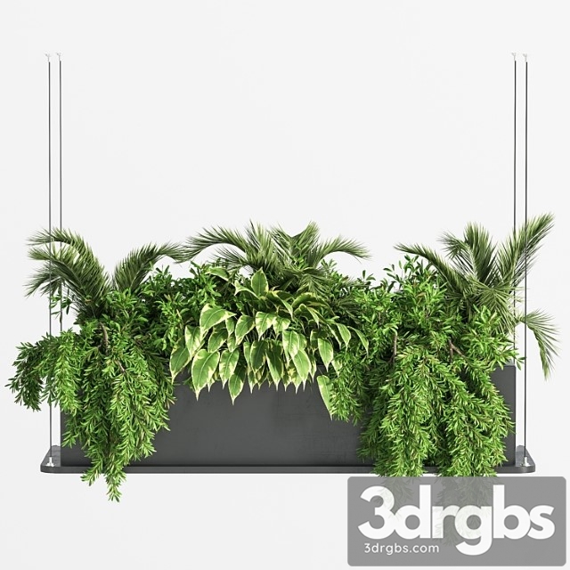 Indoor Plant Set 32  (hanging Plants)