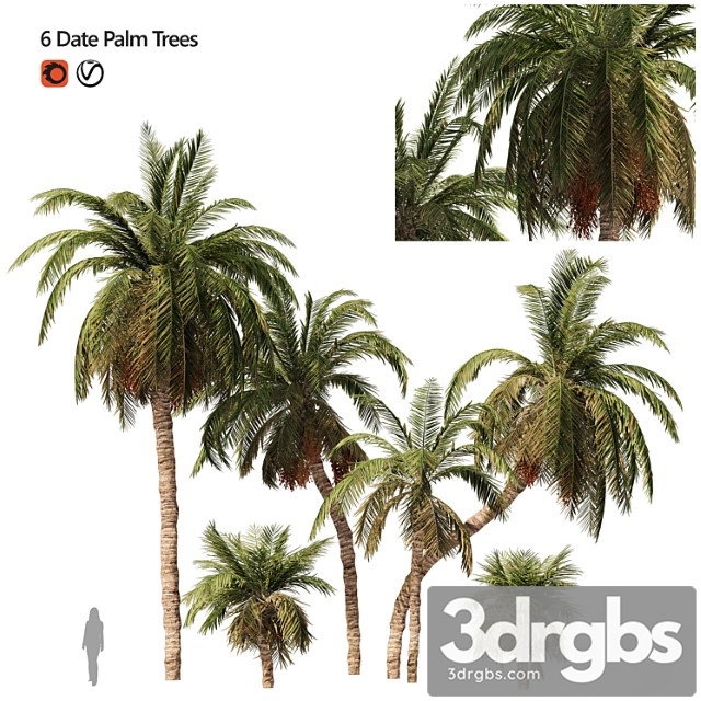 6 arbian date palm trees