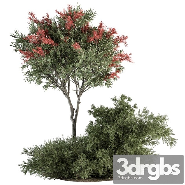 Red crape myrtle tree and bush - outdoor garden set 313