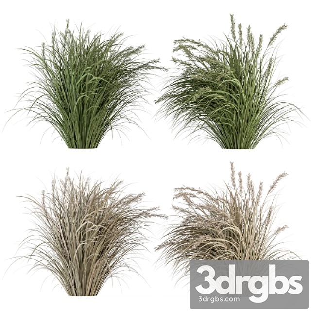 Pampas bush dried and fresh - bush set 42