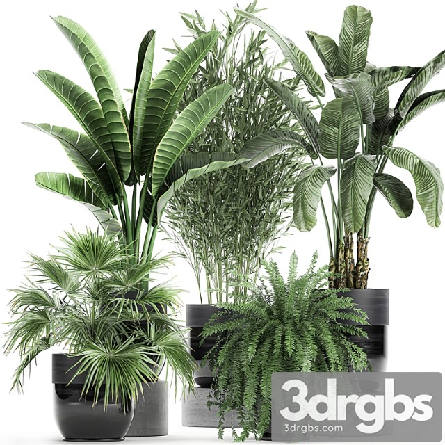 Collection of Plants in Black Pots with Bamboo Banana, Fan Palm Fern Strelitzia Set 711