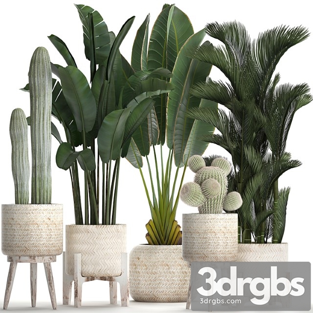 Collection of plants in white modern baskets with cacti and banana palm, dipsis, carnegie, strelitzia. set 426.