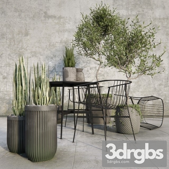 Outdoor Plant Set