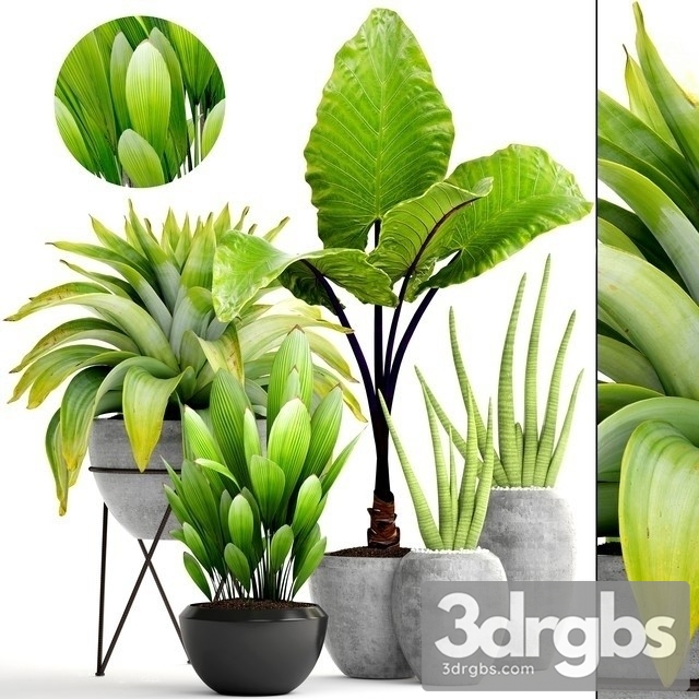 Indoor Plant Set 16