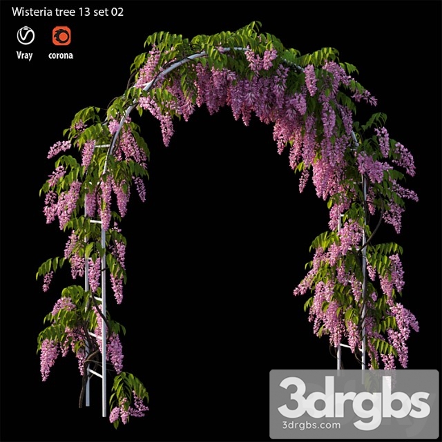 Wisterial plant 13 set 02