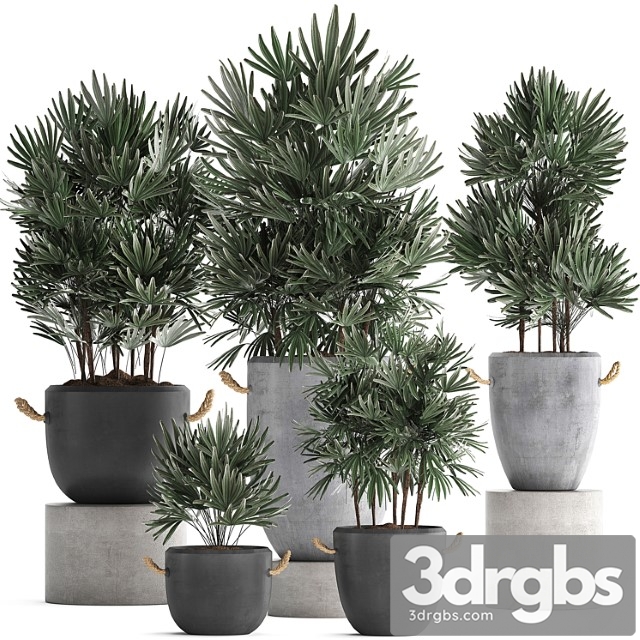 A collection of lush shrub plants in modern concrete pots and flowerpots with raphis palm. set 414
