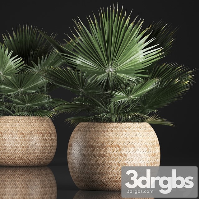 Fan palm in a basket 339. interior palm tree, basket, rattan, brachea, eco design, natural decor
