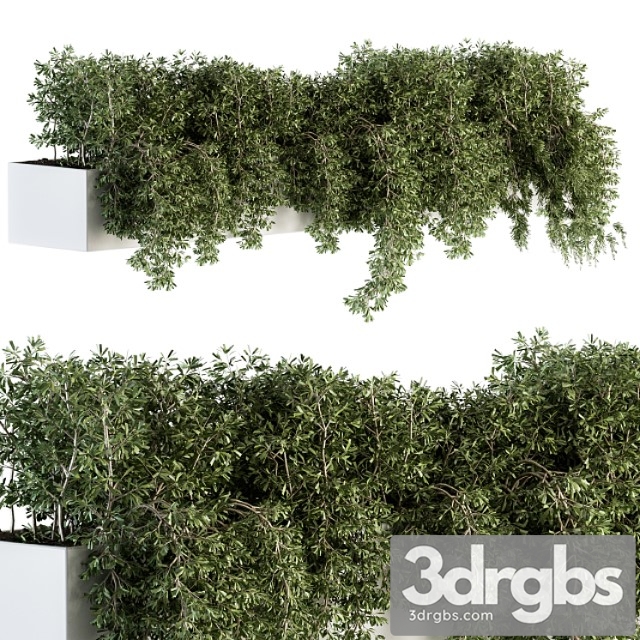 Ivy plants in box - outdoor set 80