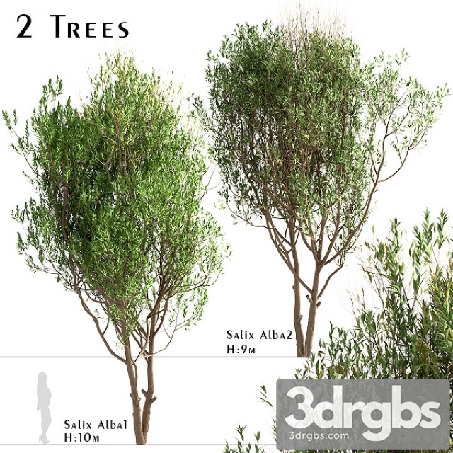 Set of Salix Alba Trees