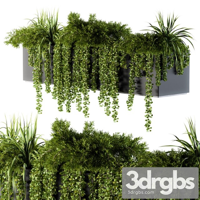 Ivy plants in box - outdoor set 62