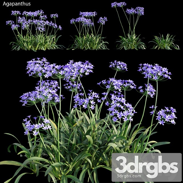 Agapanthus 03