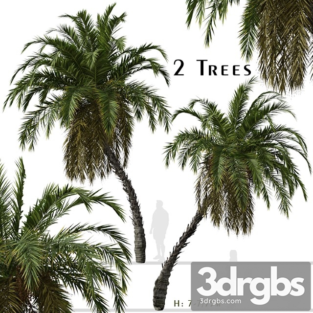 Set Of Phoenix Reclinata Trees Senegal Date Palm 2 Trees