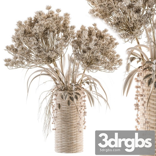 Dry Plants 22