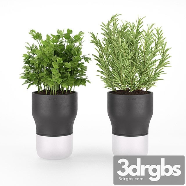 Parsley and rosemary for kitchen in pots evasolo