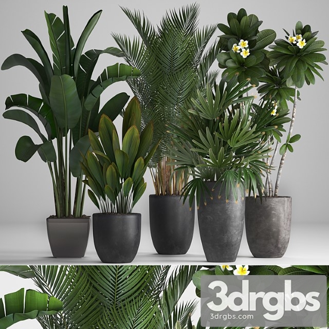 Plant collection 256. strelitzia, banana, hovea, plumeria, black flowerpot, palm tree, indoor plants, exotic, office plants, flower, pot, rhapis