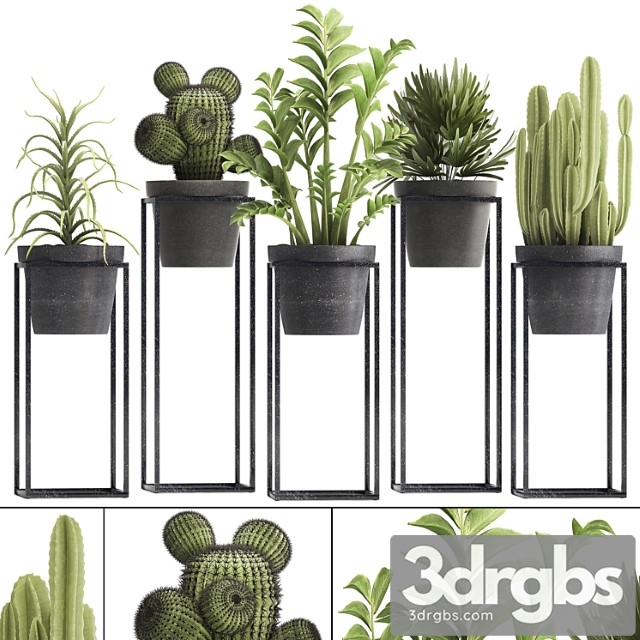 Plant collection 314. small plants, pot, cactus, rapis, aloe, cireus, indoor, stand, concrete, pot, loft, zamioculcas, raphis palm